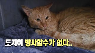 사람이 많이 그리웠구나, 손만대도 좋아하는 치즈고양이 수남이