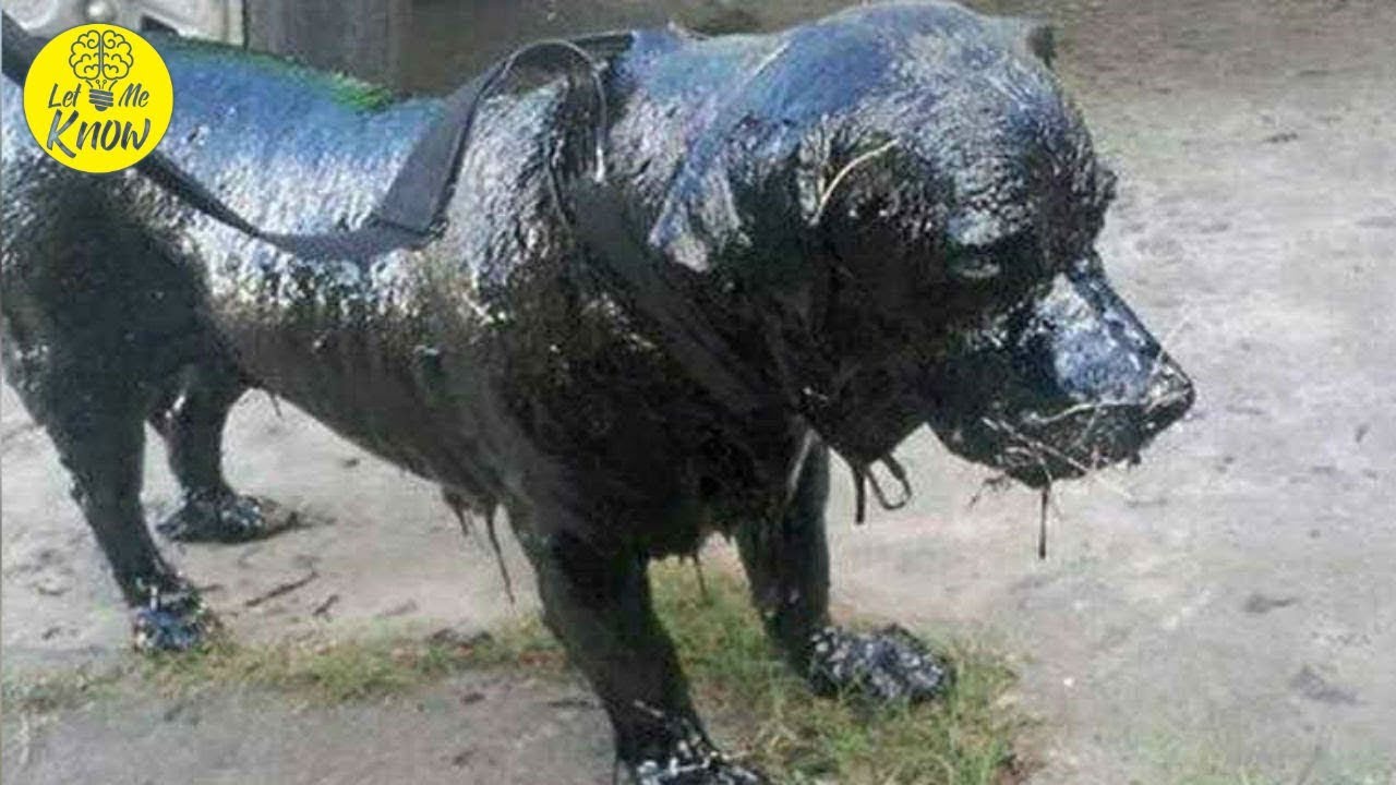 This Dog Completely Covered In Tar Rescued And Makes Amazing
