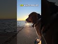 This beagle had never seen the ocean… watch what his legs did 🐶 #beagle #onlyonearth #dogs #fyp