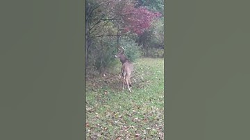 Loving the vine scrapes!#bowhunting #foodplots #michigan #deer