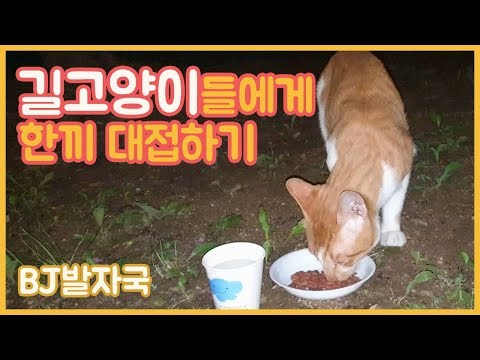 배고픈 길냥이들 한끼 챙겨주기 #길고양이 #<strong>길고양이밥주기</strong>