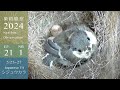 【巣箱観察2024】こんなこともあるんか...シジュウカラのお母さん、雛1羽を残して行方不明になる・・(ep.21 2024-05-25~27)