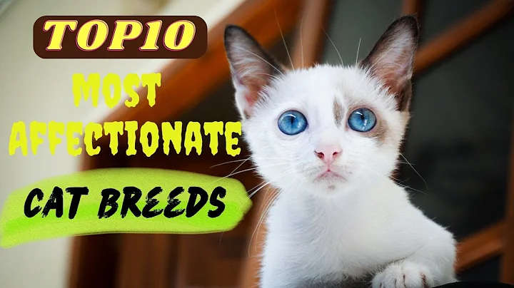 Video 6791271: scottish fold cat, maine coon cat, sphynx cat, burmese cat, lovely cat breed, cat love cuddling