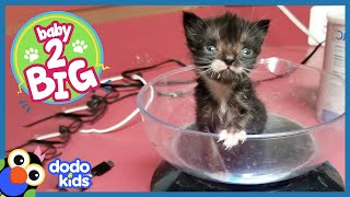 Spunky Kitten Can’t Be Stopped From Finding His Family | Dodo Kids | Baby 2 Big