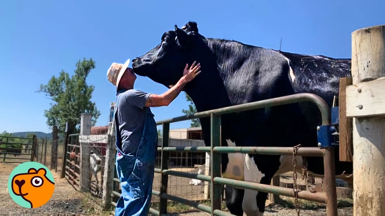 Tallest Bull Doesn’t Know How Big He Is And Wants Cuddles | Cuddle Buddies