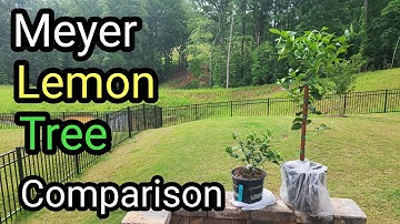 Meyer Lemon Tree Comparison