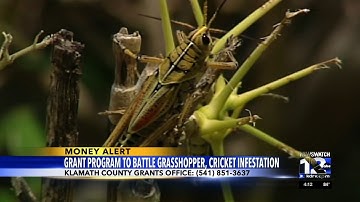 Klamath County announces grant program to battle grasshopper, cricket infestation