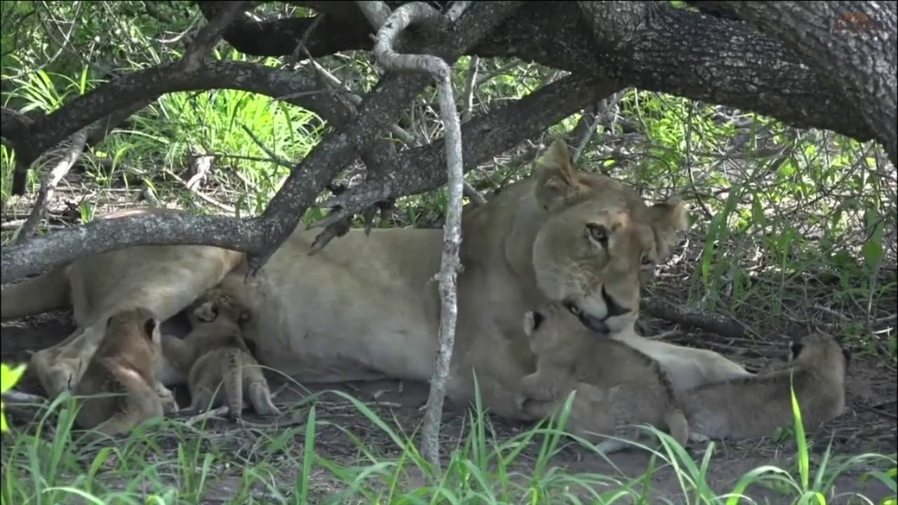 MISSING Nkuhuma Pride Chelas 3 Cubs Missing