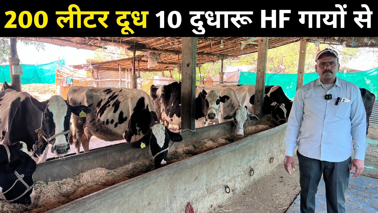 200 लीटर दूध 10 दुधारू HF गायों से। hf cow dairy farm in india ।