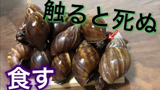 触るだけで死ぬ生物を食べてみたら…【アフリカマイマイ】