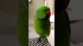 parrot talking 🦜 l Green parrot #shortsfeed #shortvideo #shorts #parrot #parrottalking #birds
