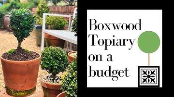 Boxwood Topiary on a budget