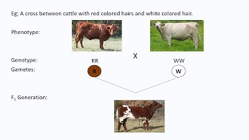 CO-DOMINANCE || PRINCIPLES OF INHERITANCE & VARIATION || NCERT || NEET || CET || BIOLOGY || STUDE