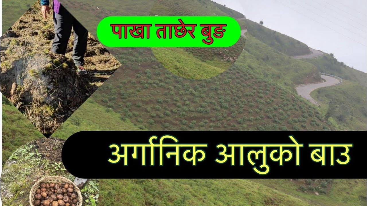 ओखलढुंगाको अर्गानिक बुङ आलु खेती Organic Bung Potato cultivation Okhaldhunga.