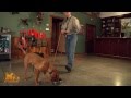 D.T. The Dog Training Video 6 | Food Bowl Casting D.T. The Dog Training Video 6 | Food Bowl Casting