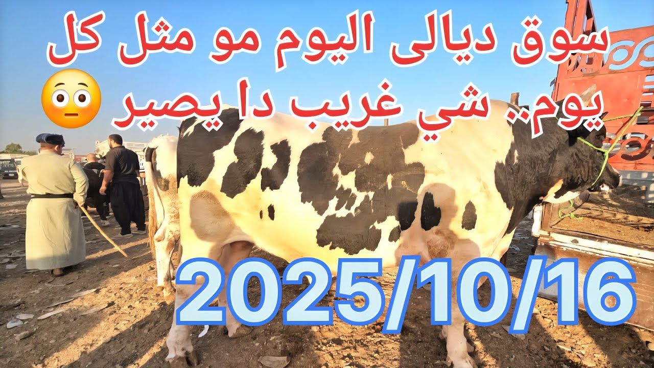 سوق ديالى اليوم مو مثل كل يوم.. شي غريب دا يصير 😳