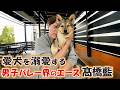 男子バレー・髙橋藍選手が選ぶ愛犬のベストショット