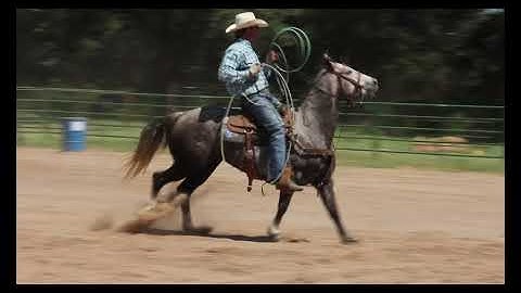 Smarty Pro Team | Jade Corkill