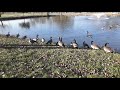 Geese at Myerstown Fish Dam