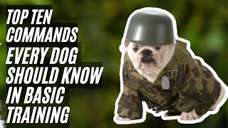 Top 10 Commands Every Dog Should Know in Basic Training