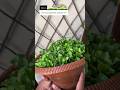 Hanging plants ideas and lettuce planting at home subscribe my channel☺️#youtubeshorts #fyp #shorts