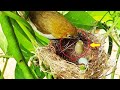 Baby Goes CRAZY Eating Oversized DUNG SPIDER | White Eye Feeding Baby Birds in Nest Bug Feeding