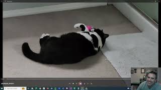 "Cat"egory Theory - Math and Cats