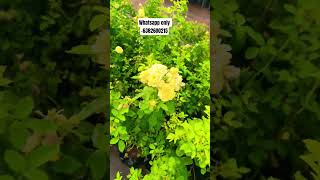 Anny dupery Rose plant available