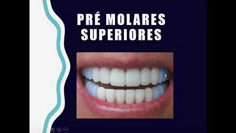 O que é dente Pré-molares?