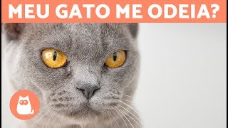 5 sinais de que seu GATO TE ODEIA