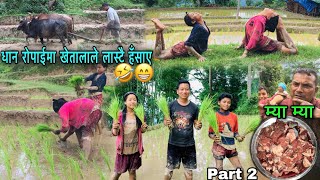 TRADITIONAL WAY OF PADDY PLANTING AT NEPALI VILLAGE | BUFFALO MEAT COOKING EATING | DHAN ROPAI Part2