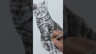 How to draw realistic cat fur with ink pens! #drawingtutorial #howtodraw #ink #fineliner #realistic