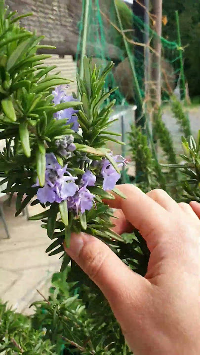 Daun rosemarryku mpe berbunga #berkebun #rosemary  #gardening
