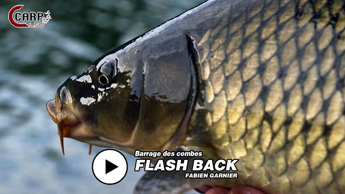 CARP LSD  Une saison sur la rivière