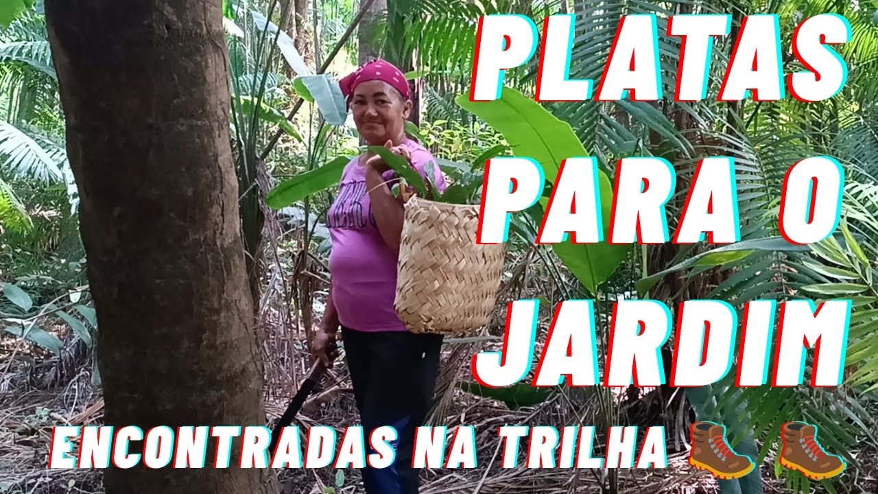 PLANTAS PARA O  JARDIM ENCONTRADAS NA TRILHA DE HOJE.   🥾🥾🌴