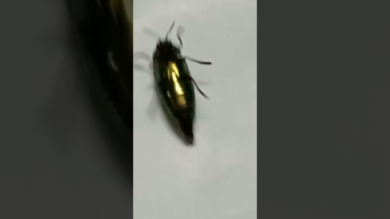 Golden insect, jewel bettle.