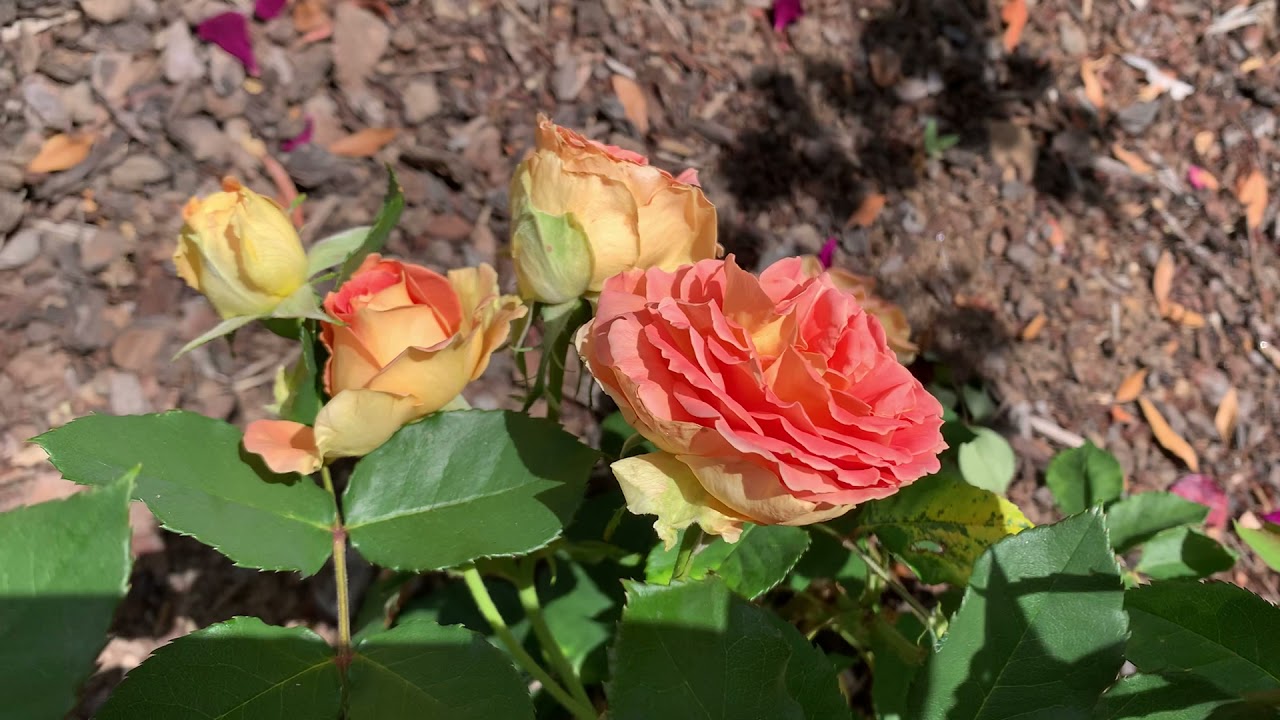 Brass Band Rose Summer Roses YouTube