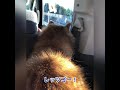 【犬家族】日本のエーゲ海 岡山県 牛窓へ総集編❣️ 犬家族の旅🐶🐕ペンション初体験😊