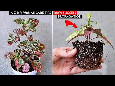 How to Grow and Care for Polka Dot Plant