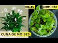 CUNA DE MOISES COMO GERMINAR SUS SEMILLAS || HUERTO CITADINO