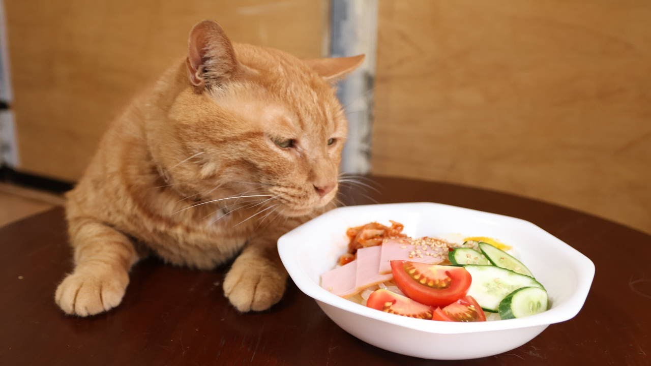 ねこちゃや ちゃぶ台の上の盛岡冷麺 250828 - YouTube