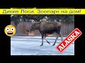 Дикие Лоси. Зоопарк на дом! Аляска, Анкоридж, США