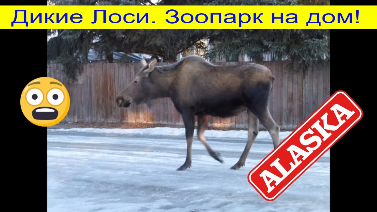 Магазин Дикий Лось Чебоксары Адреса Магазин Дикий Лось Чебоксары Адреса