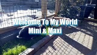 Celebrity Mini & Maxi - Welcome To My World #welcometomyworld #bunny #rabbits Profile