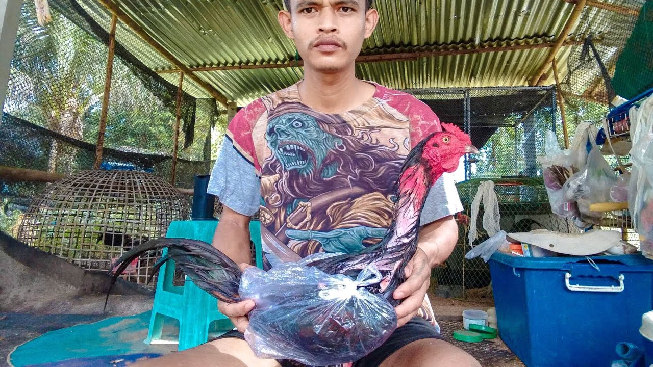 วิธีการ อาบน้ำไก่ ด้วยเเชมพู Ep.1