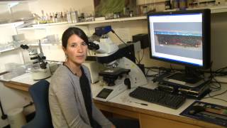 National Gallery (Faces of Chemistry) For age group 11-14 - Microscopy
