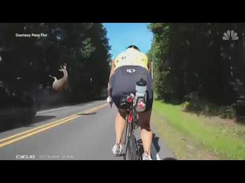 Deer sent flying by car narrowly misses hitting cyclists