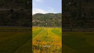 #shorts #short #ytshorts #ytshortsvideo #youtubeshorts #viralreels #viralvideo #views #nepal #nature