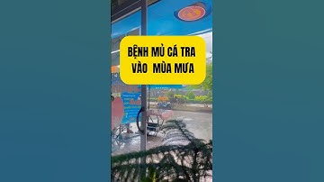 BỆNH MỦ CÁ TRA VÀO MÙA MƯA