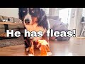 My Bernese Mountain Dog Has Fleas | Getting Rid Of Fleas